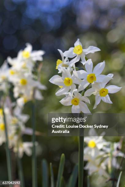 springtime jonquils - louise docker sydney australia stock pictures, royalty-free photos & images