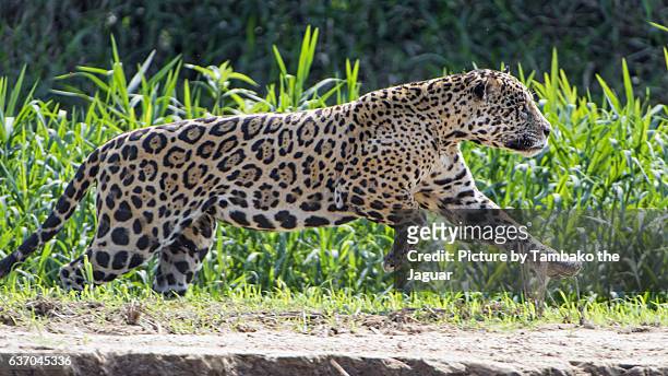 87 Jaguar Animal Running Photos and Premium High Res Pictures - Getty Images