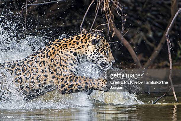 jaguaress running in the water - jaguar stockfoto's en -beelden