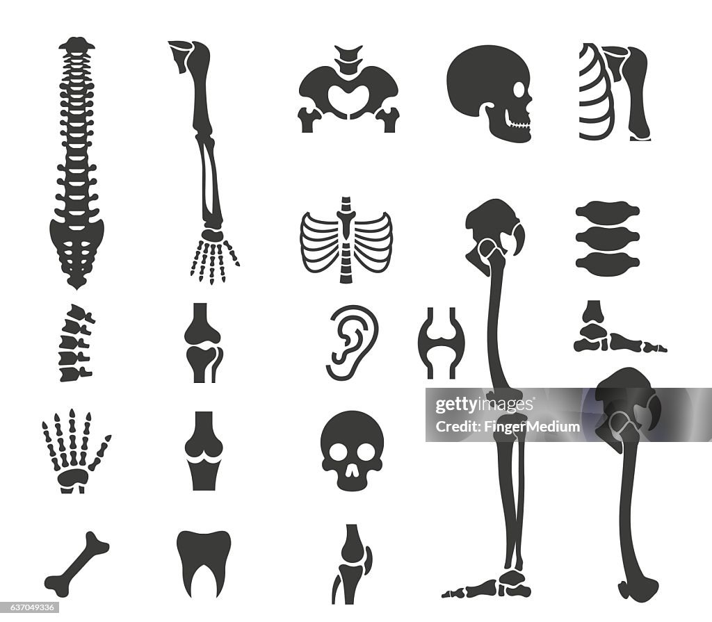 Human anatomy icon set