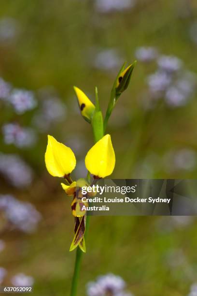 diuris sulphurea(tiger orchid) growing in a patch of purple native flowers - calanthe discolor stock pictures, royalty-free photos & images