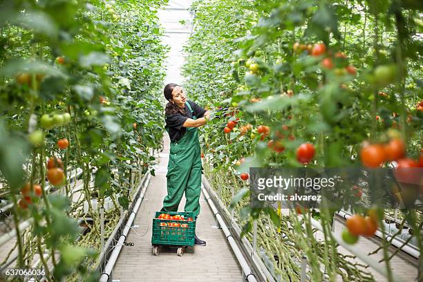female farm worker picking ripe tomatoes - greenhouse stockfoto's en -beelden