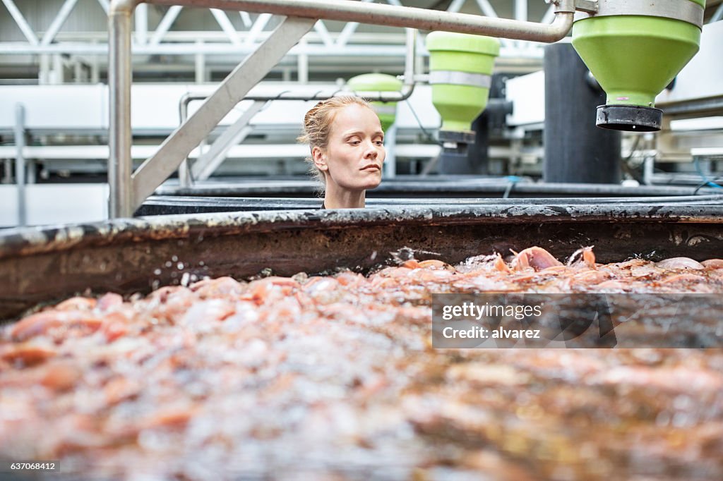 Female worker examining fishes at aquaculture