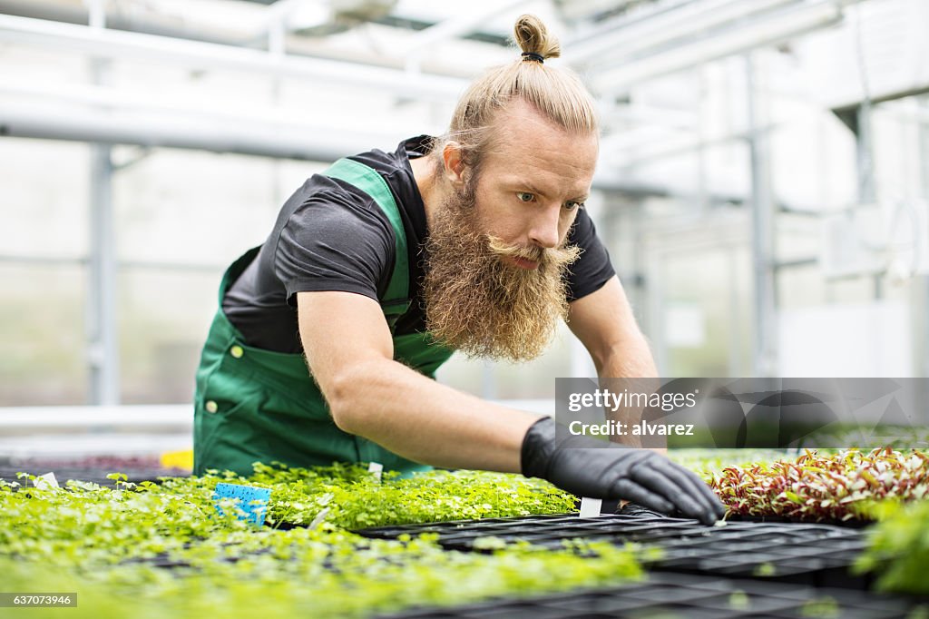 Mature farm worker working in greenhouse