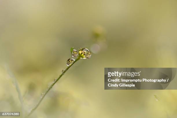 single coreopsis in the rain - garden coreopsis flowers stock pictures, royalty-free photos & images