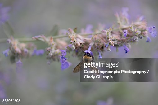 Bumble bee busy in the summer Bumble bee busy in the summer