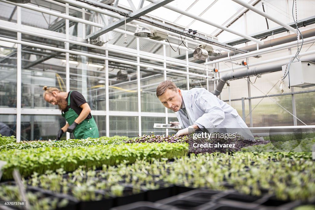 People working in greenhouse