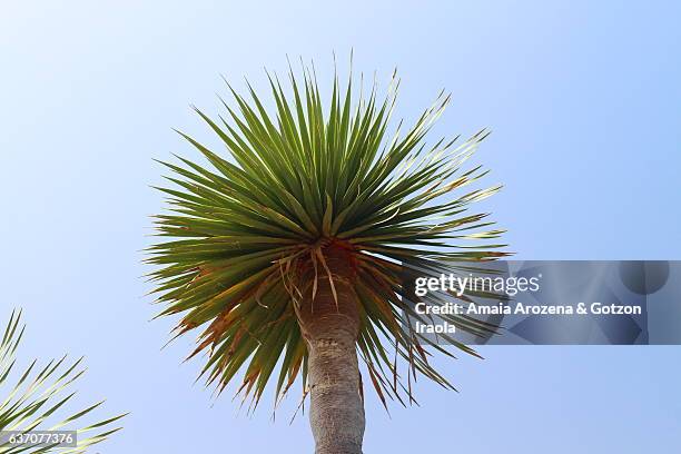 drago tree-like plant in la palma island, canary islands - treelike stock pictures, royalty-free photos & images