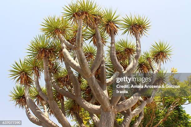 drago tree-like plant in la palma island, canary islands - treelike stock pictures, royalty-free photos & images