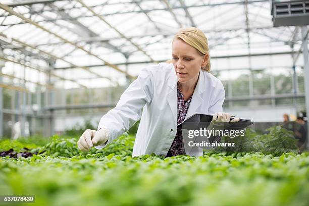 scientist inspecting plants - biotechnologie stockfoto's en -beelden