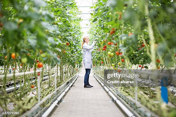 scientist inspecting tomatoes in greenhouse - greenhouse imagens e fotografias de stock