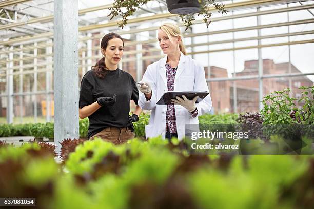 scientist with worker examining plants in greenhouse - agriculture science stock pictures, royalty-free photos & images