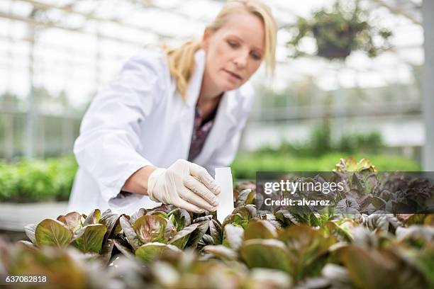 scientists doing research in greenhouse farm - ph value stock pictures, royalty-free photos & images