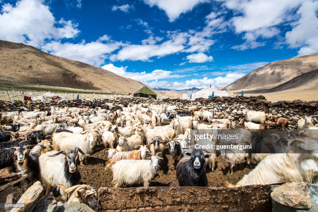 Herde von Cashmere (Pashmina) Ziegen in Changthang, Ladakh