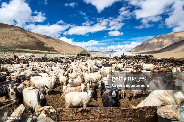 rebaño de cabras cashmere (pashmina) en changthang, ladakh - tibetano fotografías e imágenes de stock