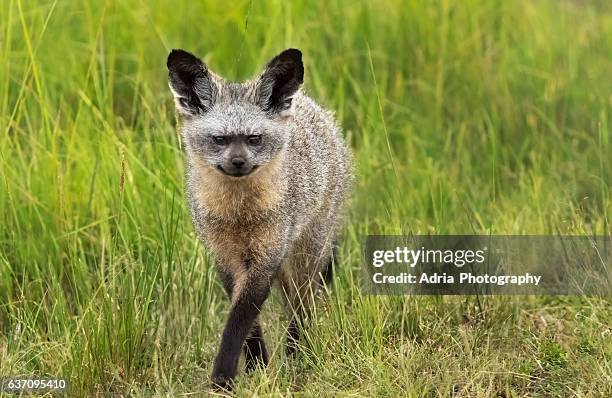 bat eared fox - bat eared fox stock pictures, royalty-free photos & images