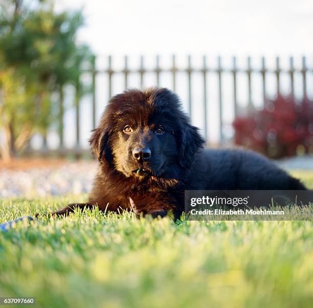 newfoundland puppy - newfoundland dog stock pictures, royalty-free photos & images