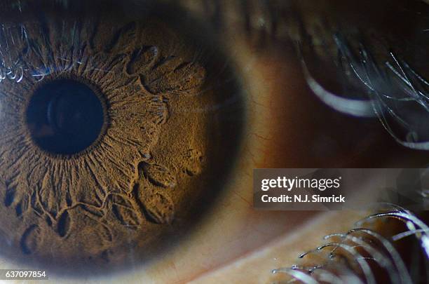 macro of human eye - ojos marrones fotografías e imágenes de stock