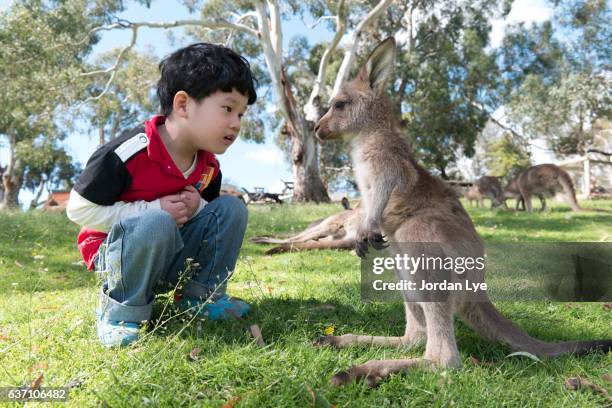 boy face to face with baby kangaroo - wildlife reserve stock pictures, royalty-free photos & images