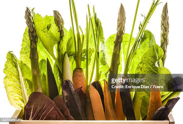 vegetable light garden - couve rouxa imagens e fotografias de stock