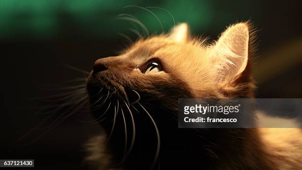 home lion - cat green eyes stock pictures, royalty-free photos & images