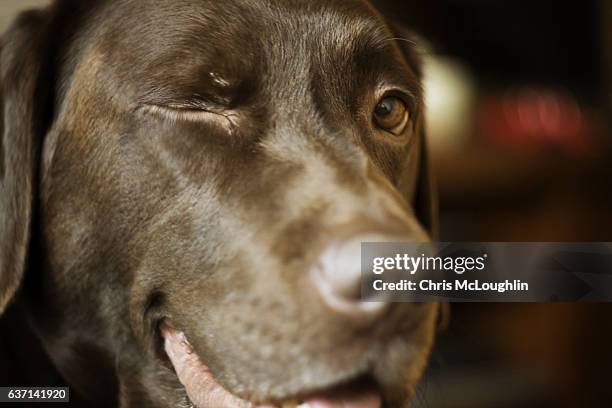 male chocolate labrador - winking dog stock pictures, royalty-free photos & images