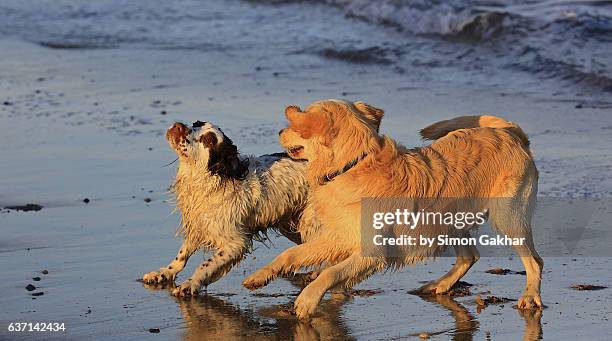 golden retriever playing in sea with another dog - chasing tail stock pictures, royalty-free photos & images