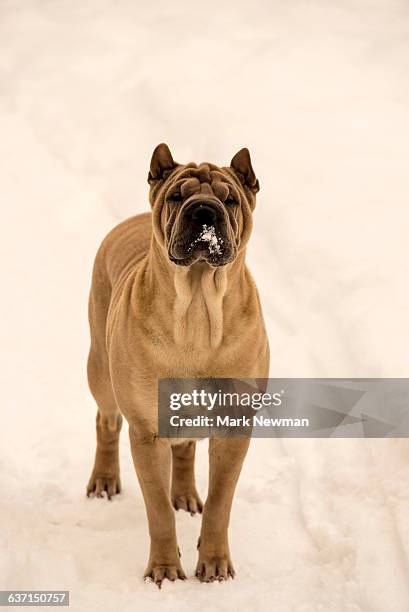 shar-pei dog - shar pei stock-fotos und bilder