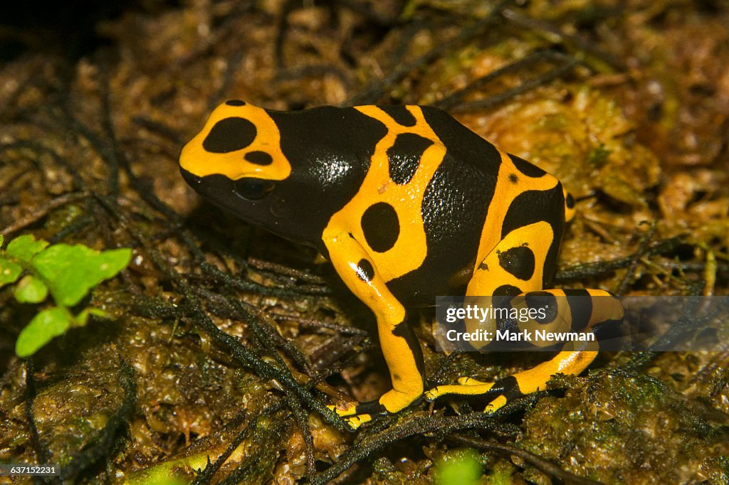 Yellow-banded Poison dart frog