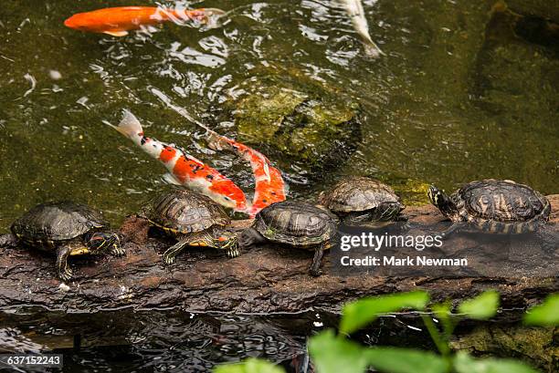 five turtles on a log - freshwater turtle stock pictures, royalty-free photos & images