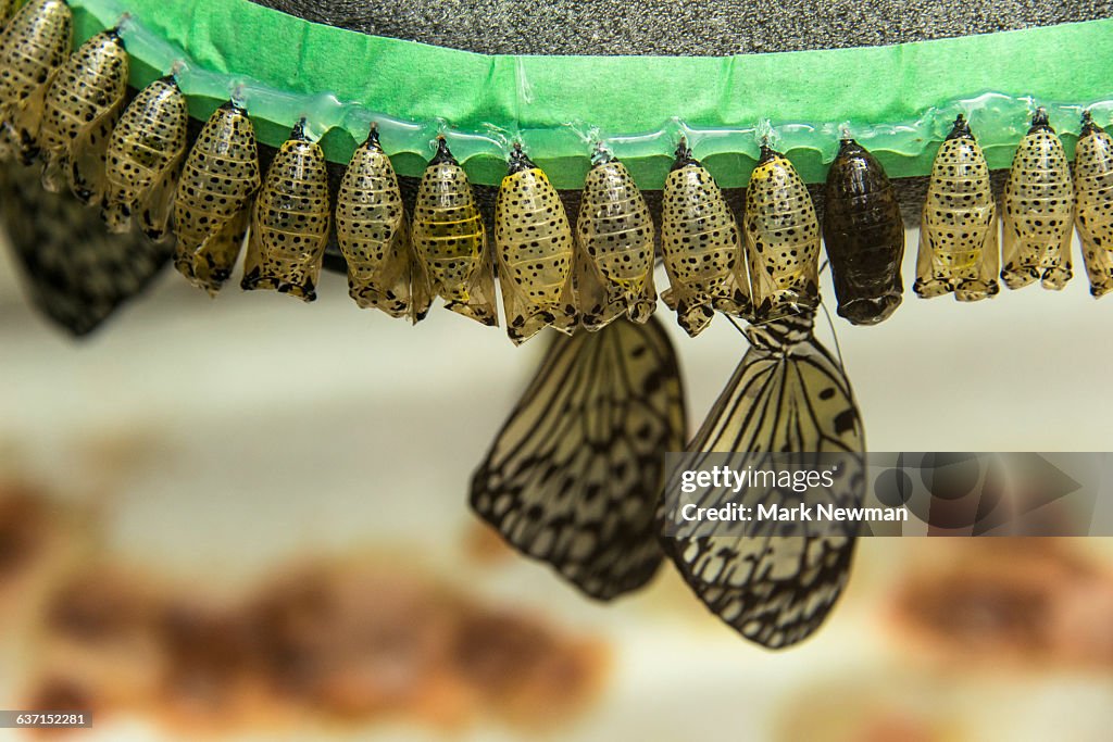 Butterfly chrysalis lined up