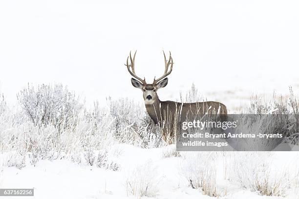who's there - mule deer stock pictures, royalty-free photos & images