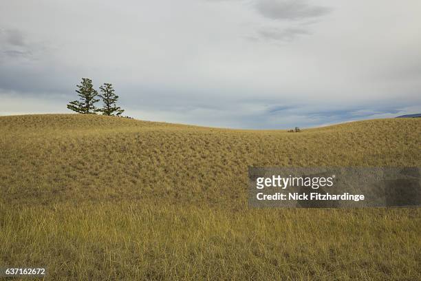 grassy rollling hillside in the cariboo chilcotin region, british columbia, canada - cariboo stockfoto's en -beelden