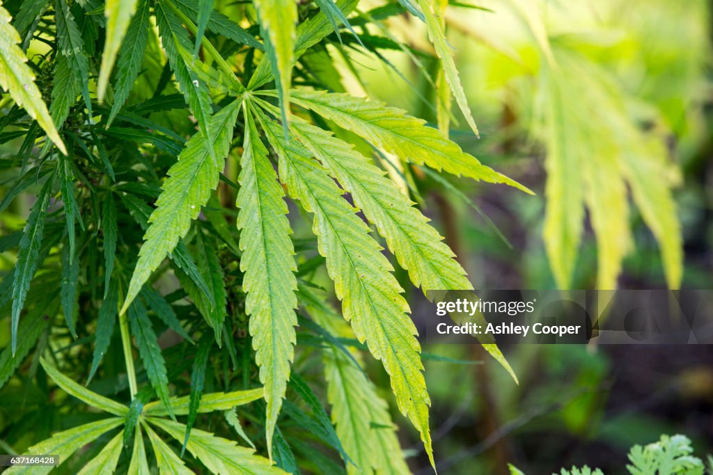 A cannabis plant growing in the Oxford Botanic gardens, Oxford, UK.