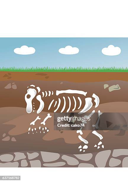 fossil  - geology stock-grafiken, -clipart, -cartoons und -symbole