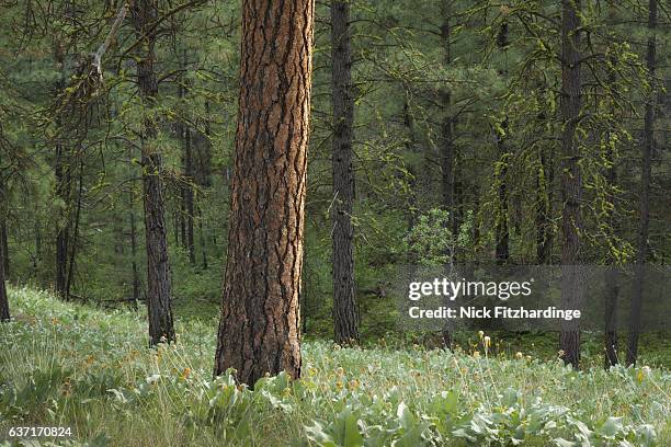 a lone ponderosa pine, pinus ponderosa, amongst subalpine fir, abies lasiocarpa in the white lake grasslands protected area, south okanagan valley, british columbia, canada - korktanne stock-fotos und bilder