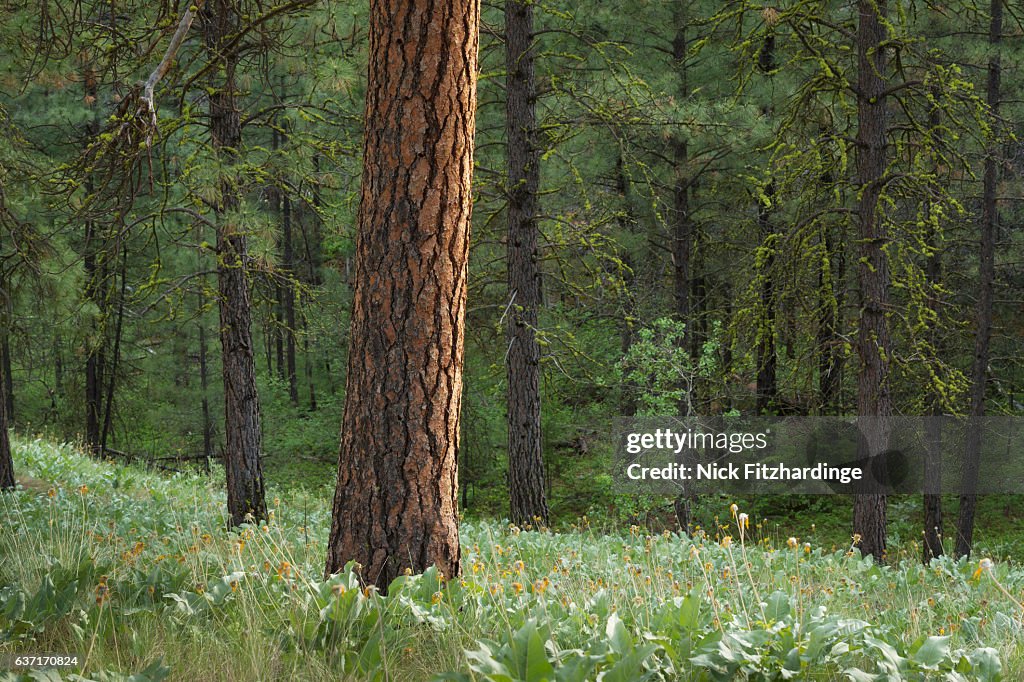 A lone ponderosa pine, pinus ponderosa, amongst subalpine fir, abies lasiocarpa in the White Lake Grasslands Protected Area, South Okanagan Valley, British Columbia, Canada