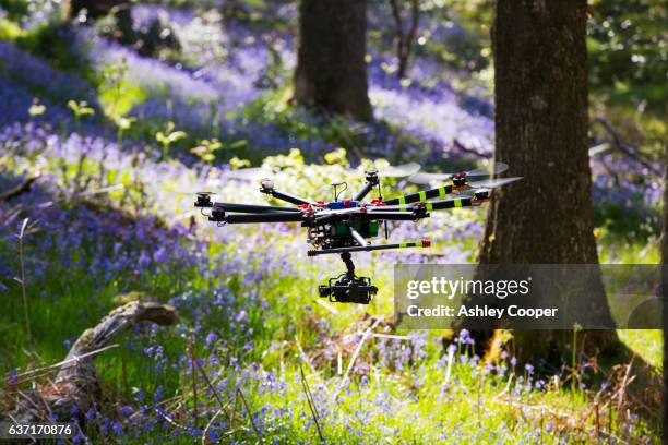a drone filming in a bluebell woodland on the outskirts of ambleside, lake district, uk. - forest drone stock pictures, royalty-free photos & images