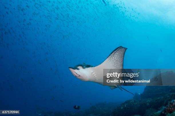 black spotted eagle ray - 斑點鷹魟 個照片及圖片檔