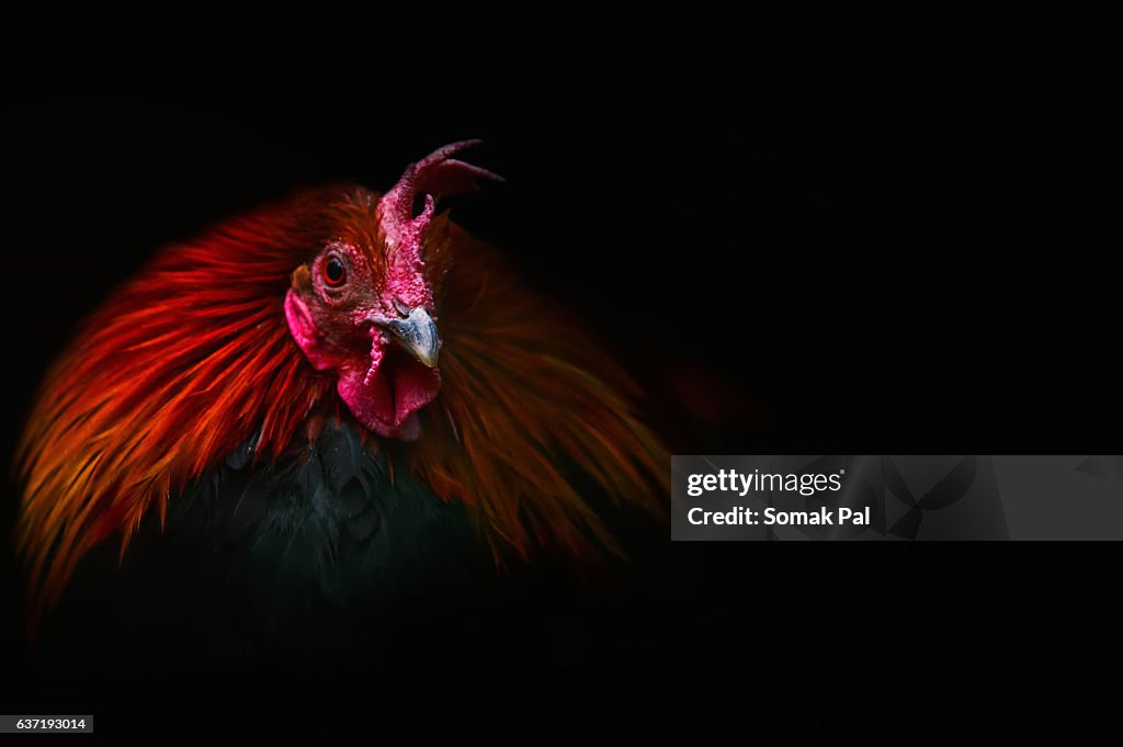 Cock, Year of Rooster