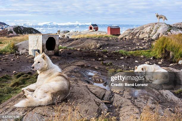 grönland hunde, schlittenhunde, ilulissat - dog husky stock-fotos und bilder