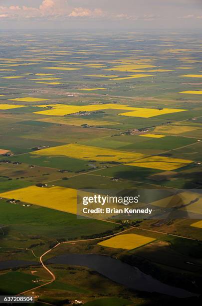 aerial view of blooming canola fields - alberta farm scene stock-fotos und bilder