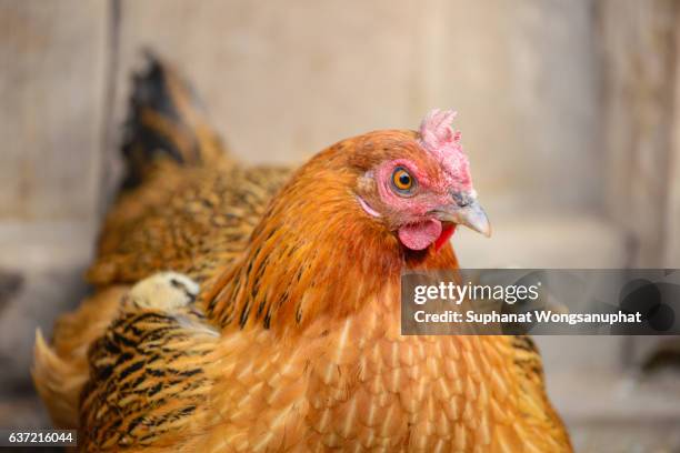 brown hen portrait - chick egg stock pictures, royalty-free photos & images