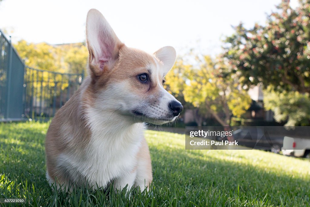Corgi puppy in grass