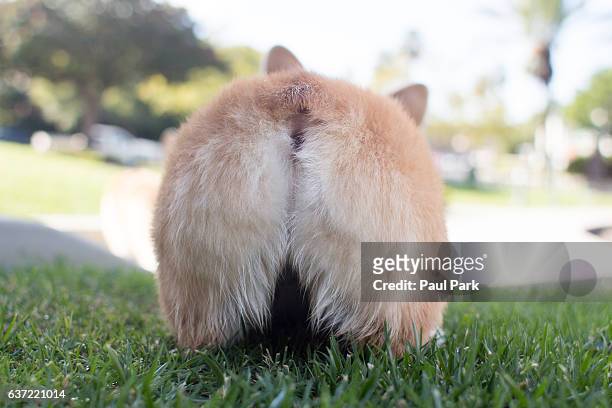 corgi puppy butt - rear end bildbanksfoton och bilder