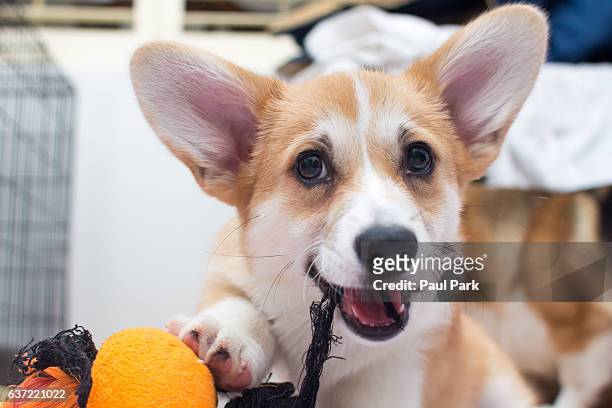 corgi puppy chewing on toy - big ears stock pictures, royalty-free photos & images
