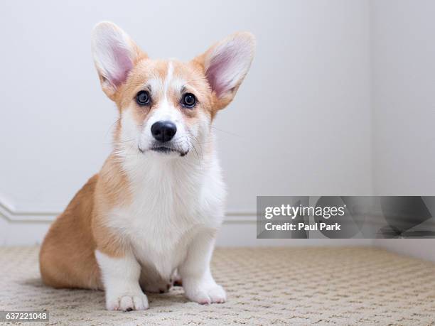 corgi puppy sitting on carpet - pembroke welsh corgi puppy foto e immagini stock