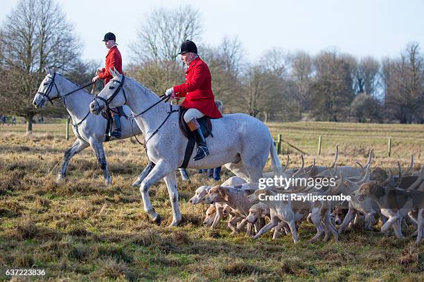 huntmaster arriving with the pack of hounds - fox hunting 個照片及圖片檔