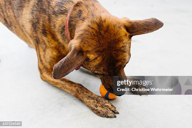 looking down at a brown dog playing with an orange ball. - christine wehrmeier stock pictures, royalty-free photos & images