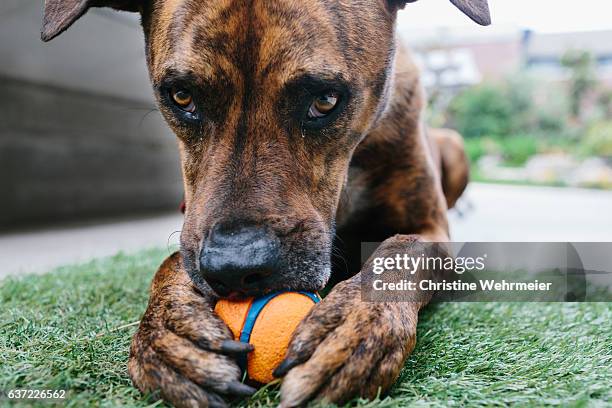 a close-up portrait of a brown dog chewing an orange ball which it holds with its claws and looking straight to camera - chewed ball stock pictures, royalty-free photos & images